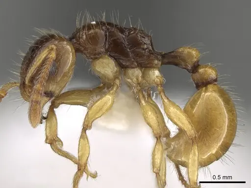 Tetramorium tenuicrine specimen