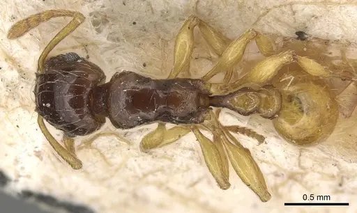 Tetramorium tenuicrine - CASENT0915085