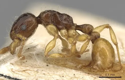 Tetramorium tenuicrine - CASENT0915085