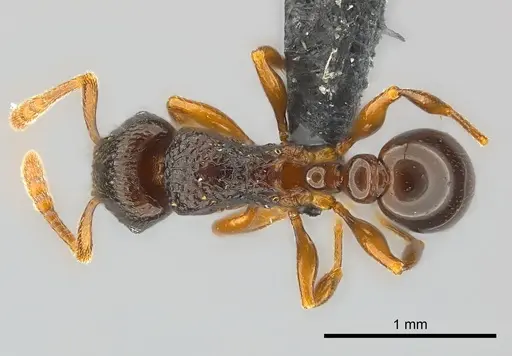 Tetramorium tenuinode specimen