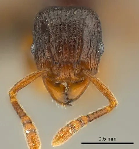 Tetramorium tenuinode specimen
