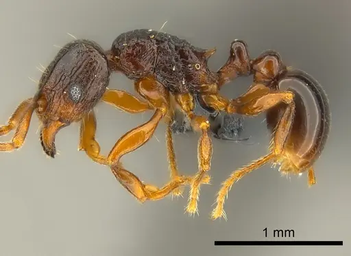 Tetramorium tenuinode specimen