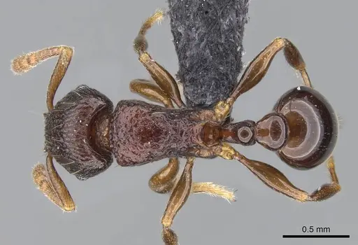 Tetramorium tenuinode - CASENT0040115