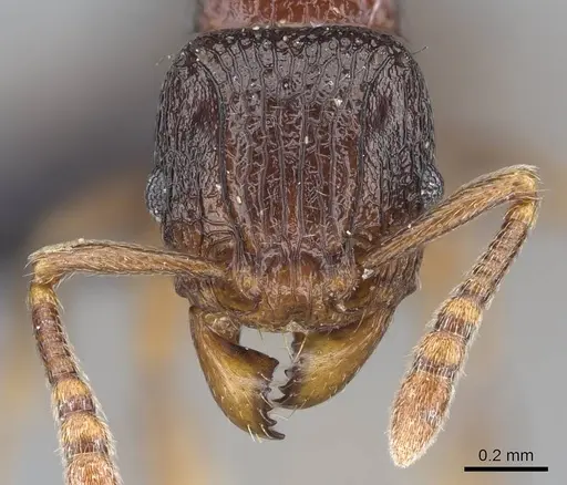 Tetramorium tenuinode - CASENT0040115
