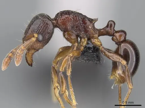 Tetramorium tenuinode - CASENT0040115