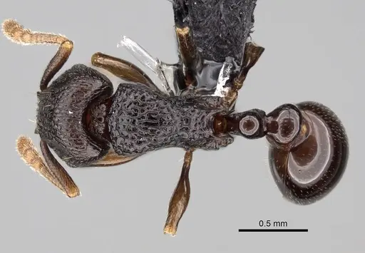 Tetramorium tenuinode - CASENT0162682