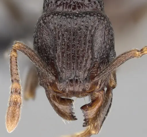 Tetramorium tenuinode - CASENT0162682