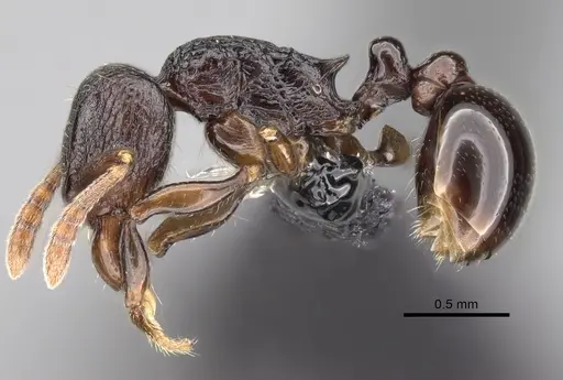 Tetramorium tenuinode - CASENT0162682