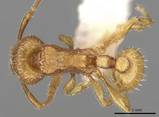 Tetramorium termitobium specimen