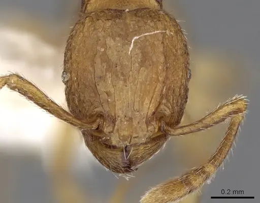 Tetramorium termitobium specimen