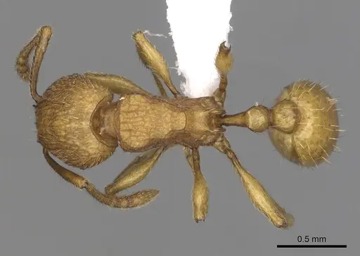 Tetramorium termitobium - CASENT0316975