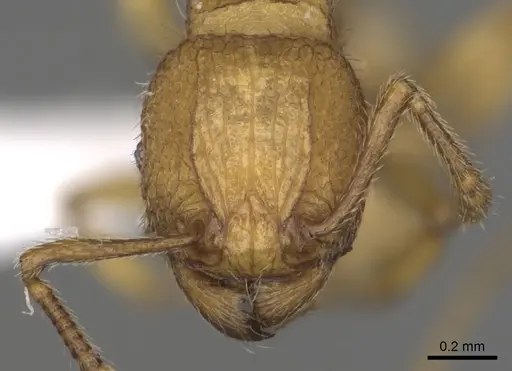 Tetramorium termitobium - CASENT0316975