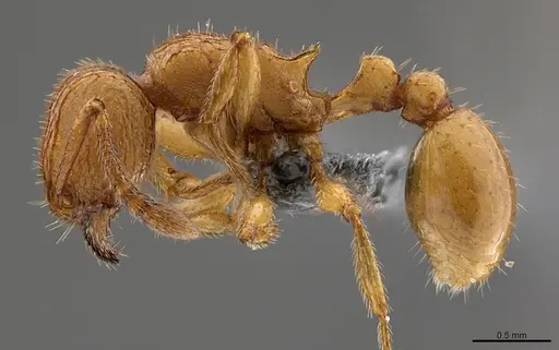 Tetramorium termitobium - CASENT0365837