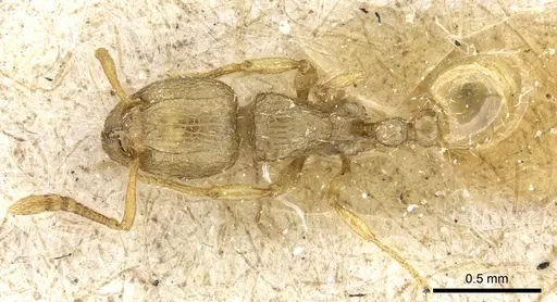 Tetramorium termitobium - CASENT0904845