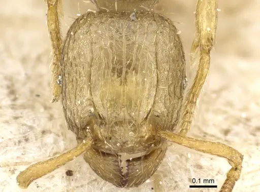 Tetramorium termitobium - CASENT0904845