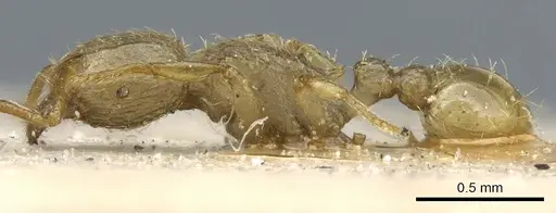 Tetramorium termitobium - CASENT0904845