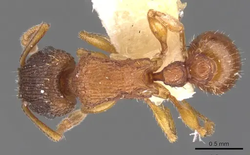 Tetramorium thalidum specimen