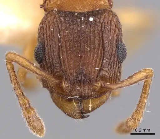 Tetramorium thalidum specimen