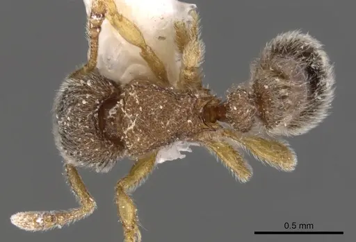 Tetramorium thoth specimen