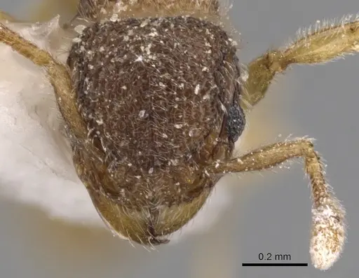 Tetramorium thoth specimen