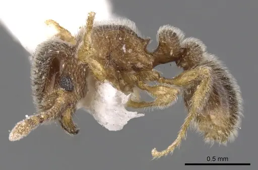 Tetramorium thoth specimen