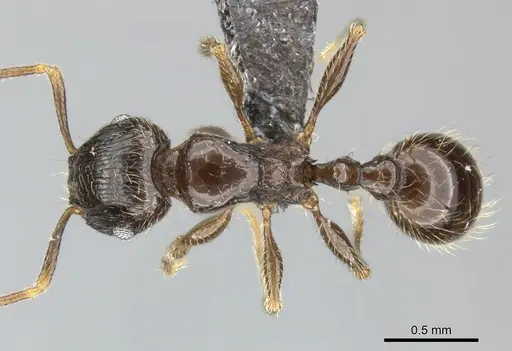 Tetramorium titus specimen