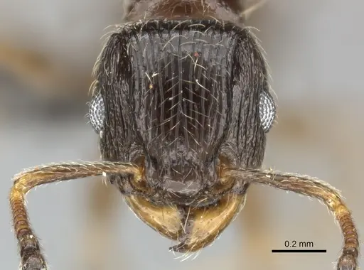 Tetramorium titus specimen