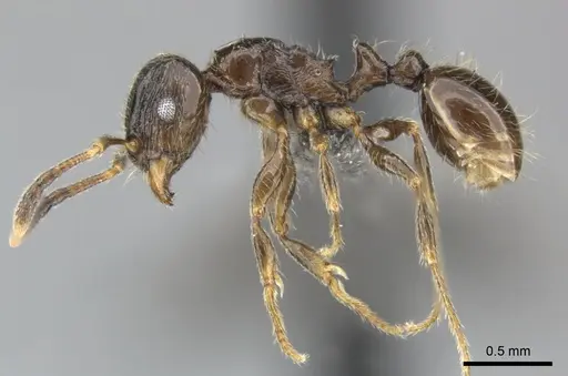 Tetramorium titus specimen
