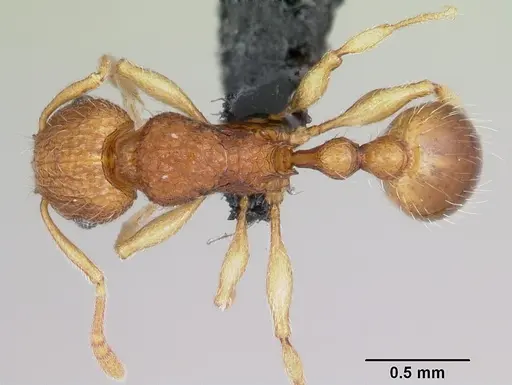 Tetramorium tonganum specimen