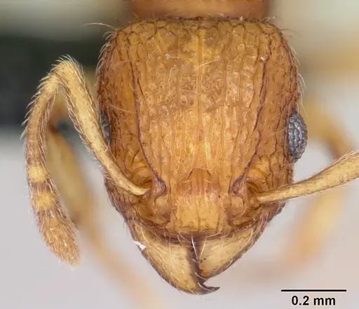 Tetramorium tonganum specimen