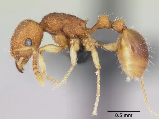 Tetramorium tonganum specimen