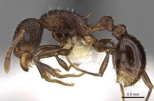 Tetramorium tortuosum specimen