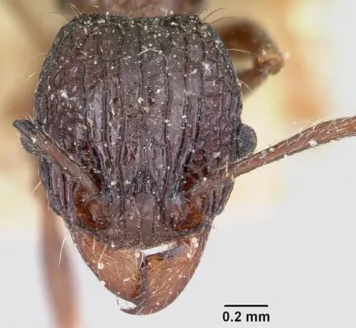 Tetramorium tosii specimen