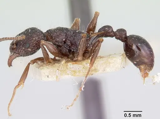 Tetramorium tosii specimen