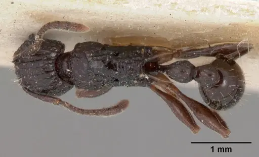 Tetramorium tosii - CASENT0102071