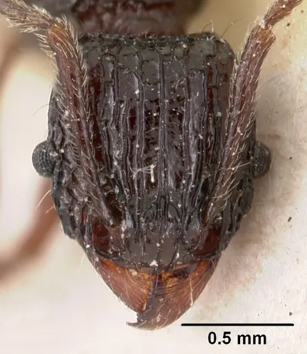 Tetramorium tosii - CASENT0102071