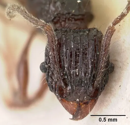 Tetramorium tosii - CASENT0102071