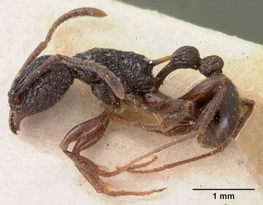 Tetramorium tosii - CASENT0102071