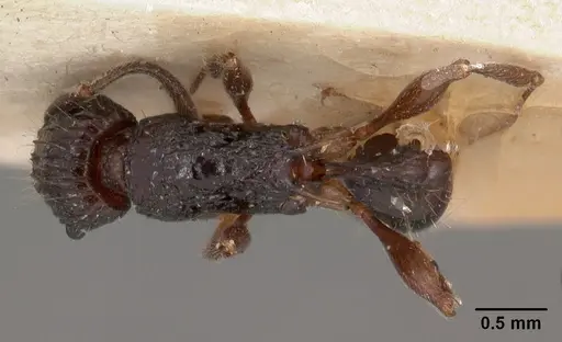 Tetramorium tosii - CASENT0102072