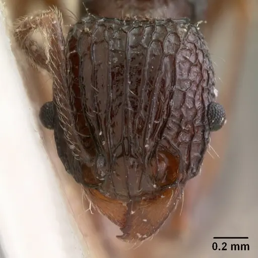 Tetramorium tosii - CASENT0102072