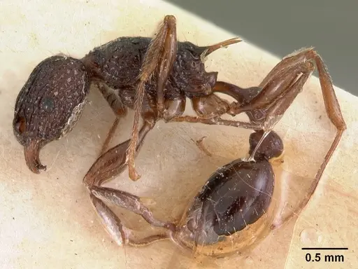 Tetramorium tosii - CASENT0102072