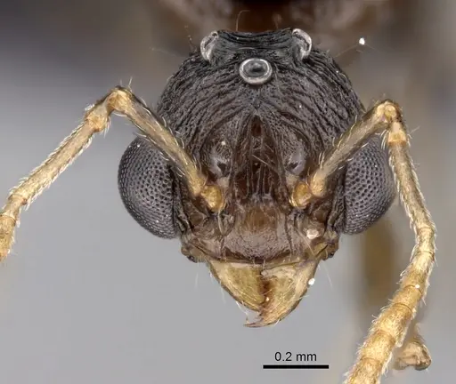 Tetramorium tosii - CASENT0160469
