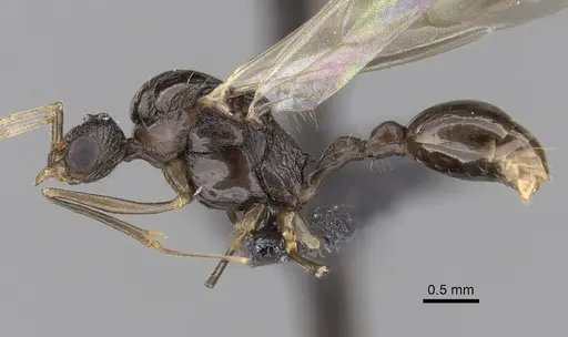 Tetramorium tosii - CASENT0160469