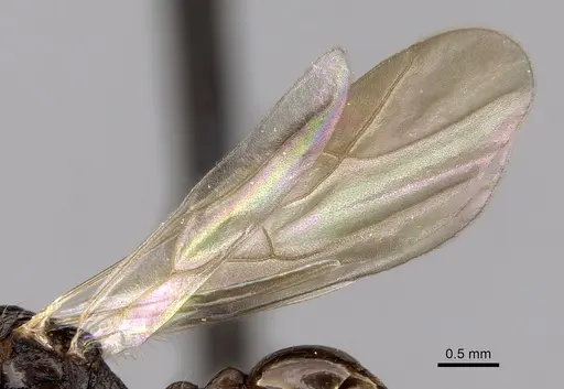 Tetramorium tosii - CASENT0160469