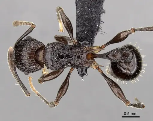 Tetramorium tosii - CASENT0249662