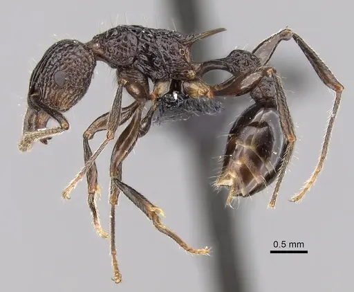 Tetramorium tosii - CASENT0249662