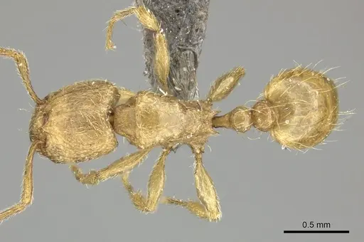 Tetramorium traegaordhi specimen