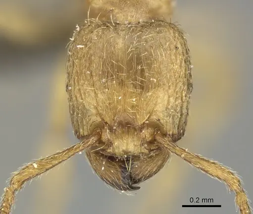 Tetramorium traegaordhi specimen