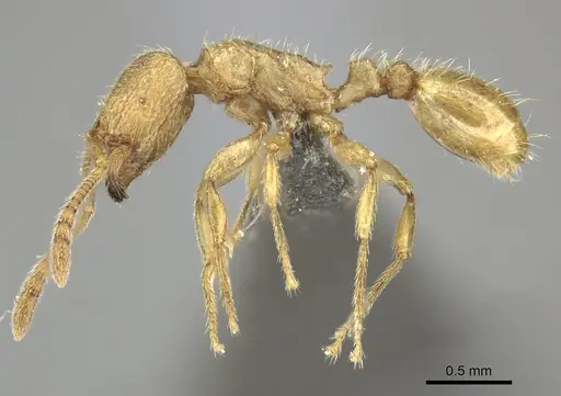 Tetramorium traegaordhi specimen