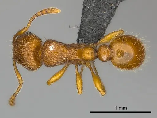 Tetramorium trafo specimen